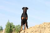 DOBERMANN 623